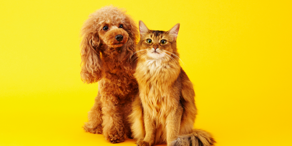 Loyalty Program - PetPals Rewards